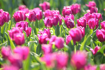 photo of beautiful spring tulips