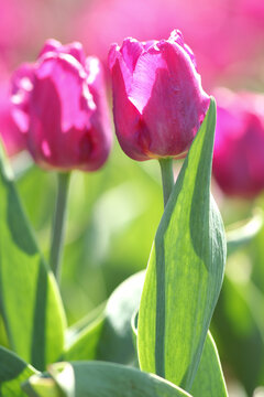 photo of beautiful spring tulips