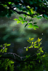 湖面に映る枝葉Ⅰ