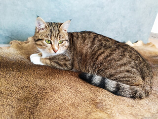 Cat lies on a fur carpet on a wooden floor. Cozy home with pet. Gray color at home interior.