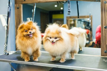 Two trimmed dogs in a beauty salon pose against the background of a mirror.