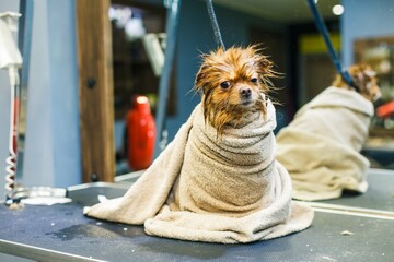 Washed, wet little dog wrapped in a towel sits against the background of a mirror in a beauty salon for animals