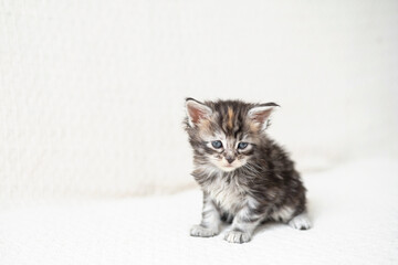 Fototapeta na wymiar Pets. cute little maine coon breeds kitten is sitting on a knitted blanket. Pet Care
