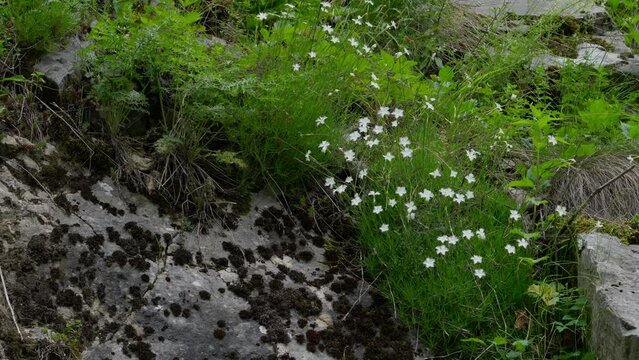 Rock Pink in natural ambient (Dianthus petraeus) - (4K)