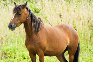 Naklejka na ściany i meble Brown horse standing in tall grass with green background on sunny day.