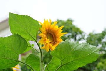 Speaking by Summer flower is Sun flower 
