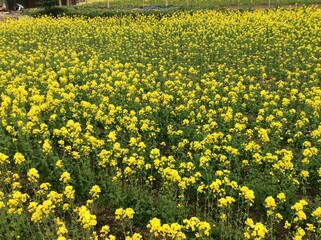 field of yellow flowers