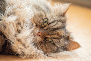 こちらを見つめる猫