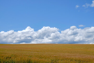 Obraz premium 小麦畑と青空