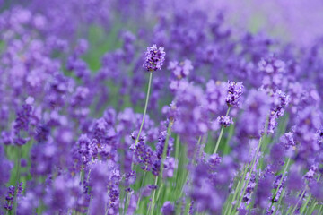 北海道のラベンダー畑
