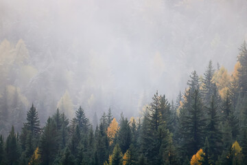 autumn fog landscape forest mountains, trees view mist