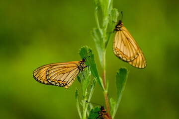 butterfly on a leaf