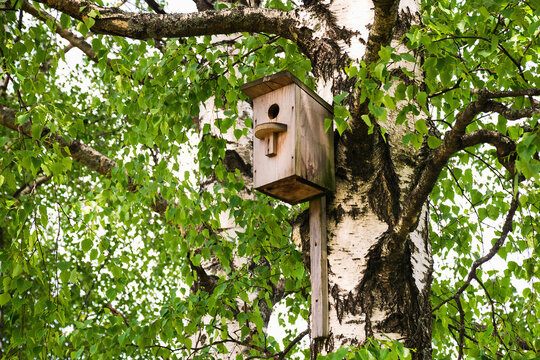 Birdhouse nest of starlings on a tree birch