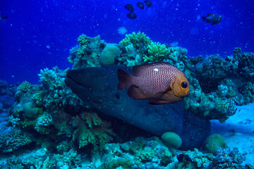 moray eel under water, nature photo wild snake predator marine in the ocean