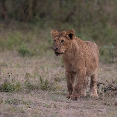 Lion cub with dried blood on the face