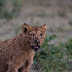 Lion cub with dried blood on the face