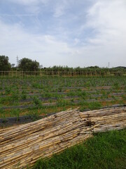 Fototapeta na wymiar Tomato Field in Valencia Spain