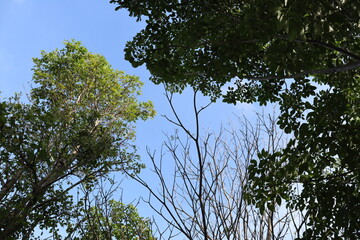trees and blue sky 
