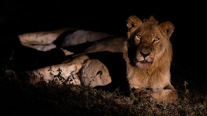 a sub-adult lion at night time