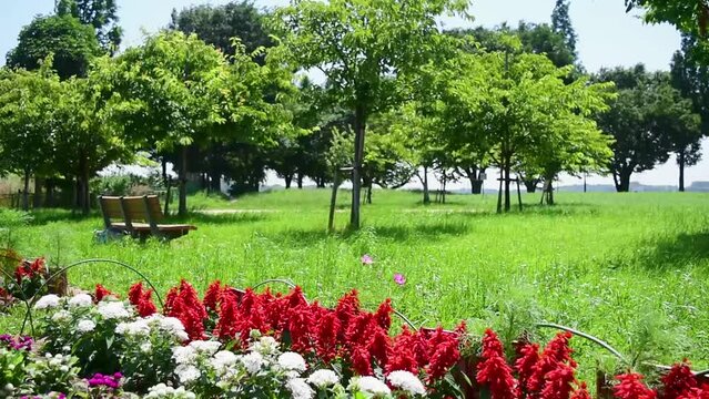 風の強い日、公園の花壇に咲く花たち