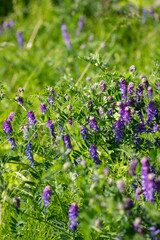 Meadow flowers on green blurred background. Lilac pea wild petals with fresh grass and herbs, summer and spring blooming field or forest. Sunny, romantic backdrop. Selective soft focus, vertical