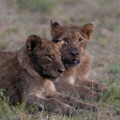 Lion cub with dried blood on the face
