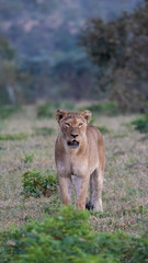 a large lioness in the wild
