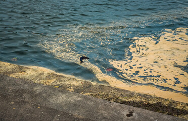 polluted water discharges