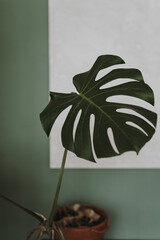 Closeup tropical plant monstera leaf