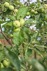 green apples ripen on the branches of a tree in the garden. eco product. fruit ripening.