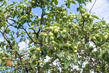Fototapeta na wymiar green apples ripen on the branches of a tree in the garden. eco product. fruit ripening.