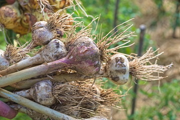 agricultural work. Woman holding freshly dug garlic. Garlic harvesting season for future use. Harvesting in agricultural production.