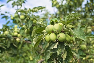 green apples ripen on the branches of a tree in the garden. eco product. fruit ripening.