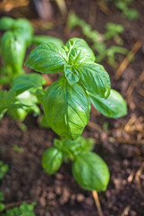 Fresh organic basil leaves, green basil, growing plants in the garden, outdoors, natural nutrition. eco product.