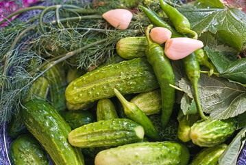 woman canning cucumbers in glass jars at home for the winter. canned vegetables. eco product.
