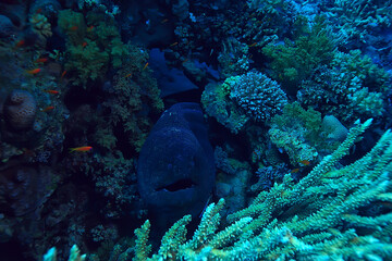 moray eel under water, nature photo wild snake predator marine in the ocean