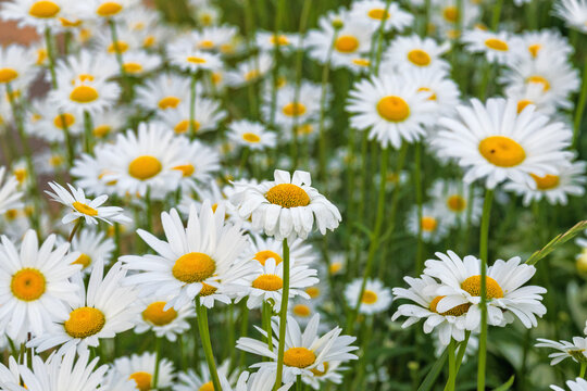 Daisies white flowers a lot, background