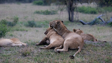 Obraz premium a lioness and her cub