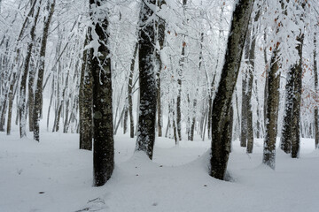 深い雪に覆われたブナ林