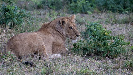 a large lioness in the wild