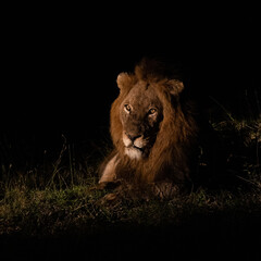 A mature male lion, nighttime photography