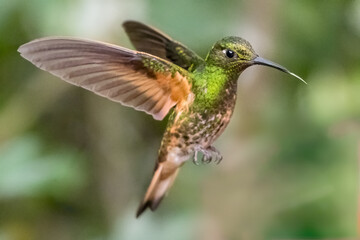 Fototapeta premium Green Hummingbird in Flight