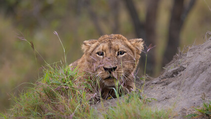 a young lion cub staking