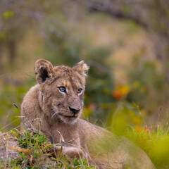 Lion cub on a termite mound