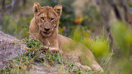 Lion cub on a termite mound