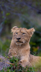 Obraz na płótnie Canvas Lion cub on a termite mound