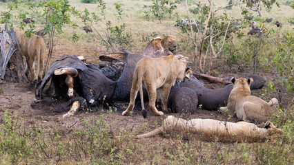 Lions feeding on an elephant carcass