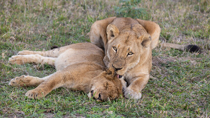 Fototapeta na wymiar a lioness cleaning her cub