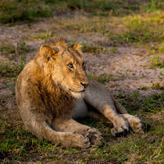 sub-adult male lion in golden light