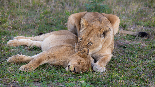 A Lioness Cleaning Her Cub